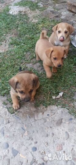 Щенки