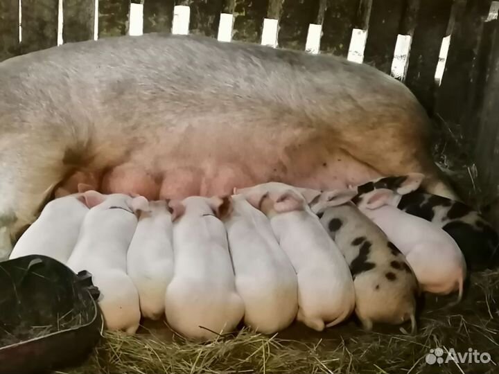 Поросята