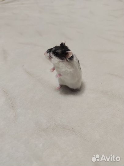 Джунгарский хомяк