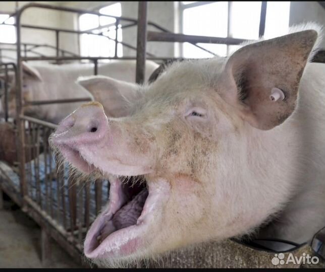 Поросята кантор