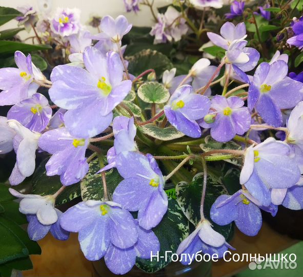 Фиалки мини и полумини,лист