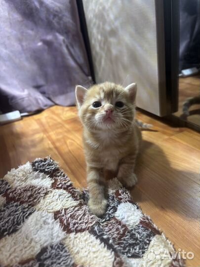 Британские вислоухие котята