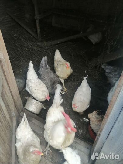 Куры несушки