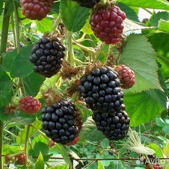 Саженцы ежевики Честер