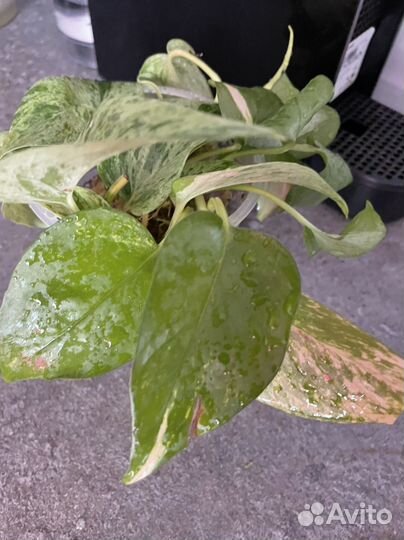 Эпипремнум золотистый и марбл квин