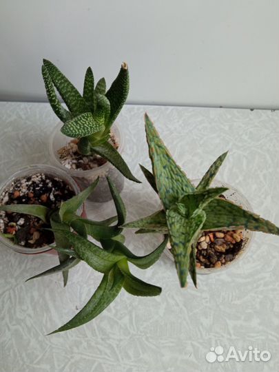 Домашние цветы