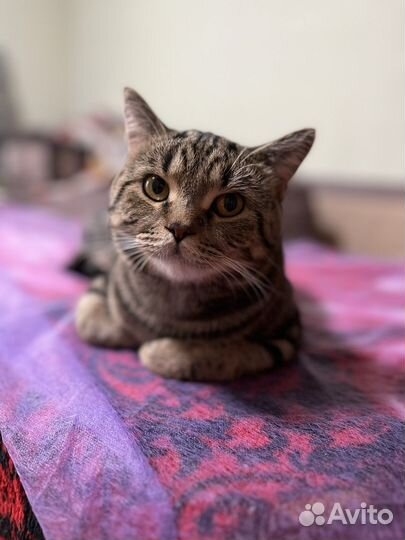 Британский кот