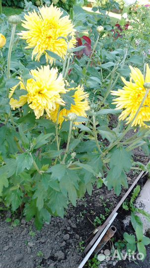 Хризантема