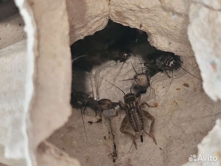 Сверчки домовые, Туркменские тараканы