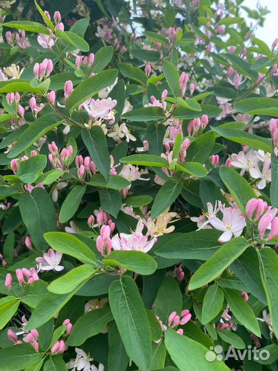 Жимолость/Каприфоль/Голубика