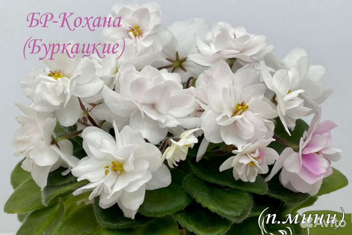 Детка сортовой фиалки 