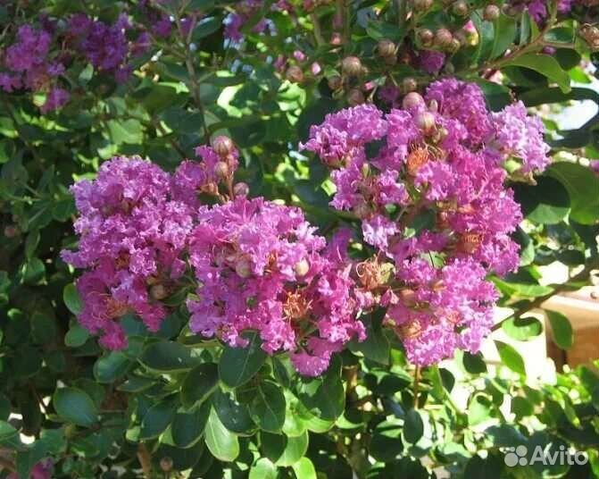 Лагерстремия (индийская сирень)