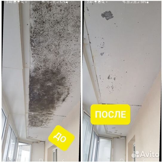 Дезинфекция уничтожение плесени