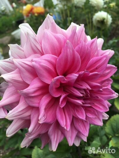 Корни георгин