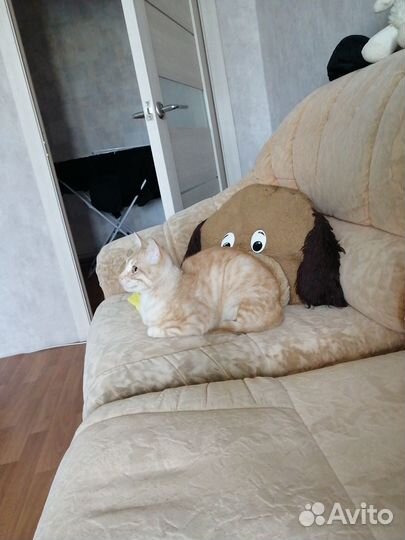 Молодой кот в дар