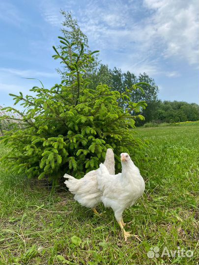 Куры несушки без обмана