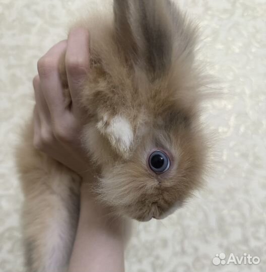 Декоративные кролики