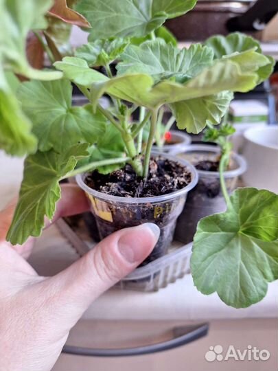 Пеларгония герань набор