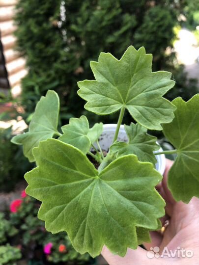 Пеларгонии сортовые