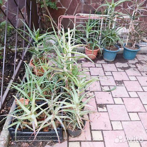 Алоэ столетник