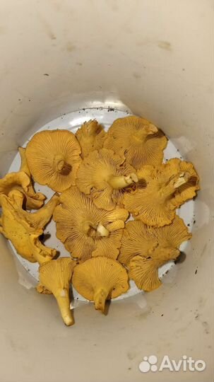 Грибы лисички желтые