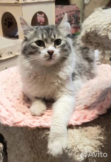 Котик Матис