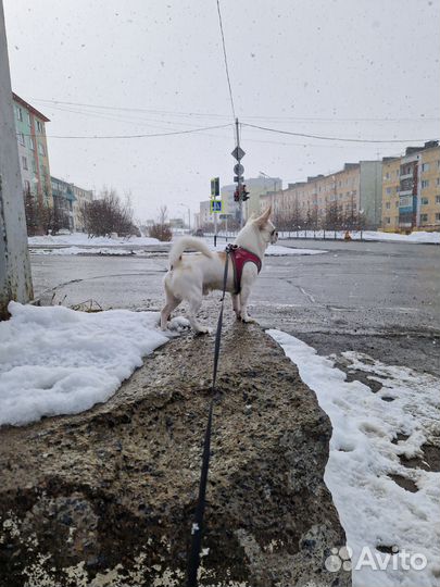 Вязка чихуахуа мальчик