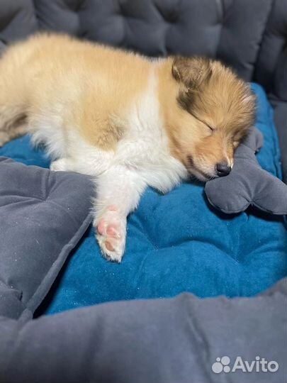 Щенки колли