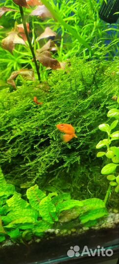 Аквариумные растения прополка