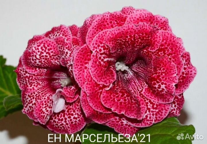 Детки махровых глоксиний