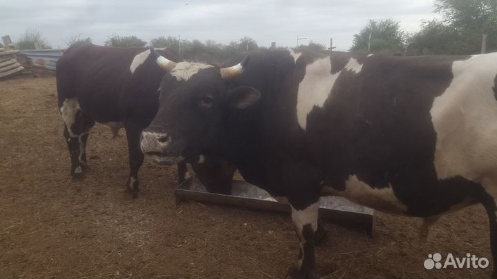 Быки,бычки,телки