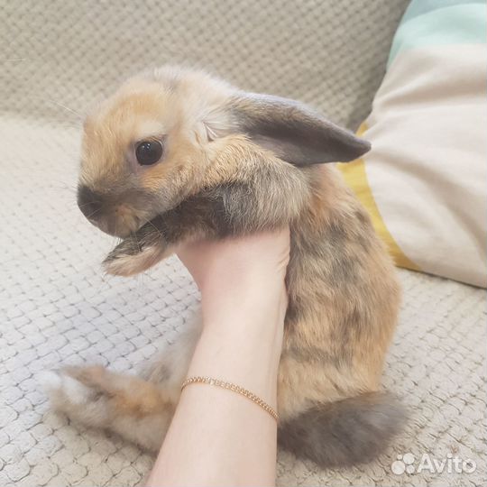 Карликовый кролик