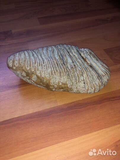 Зуб мамонта