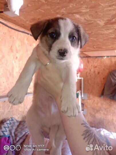 Малыши приюта