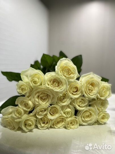 Букет свежих роз 25 шт