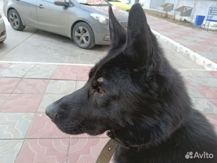 Волкособ