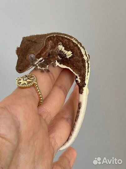 Геккон бананоед