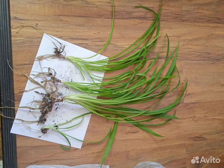 Хлорофитум