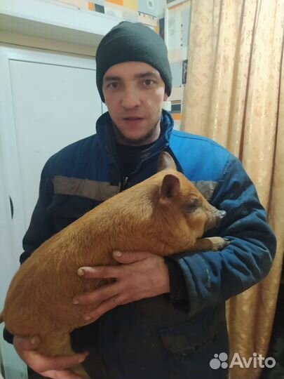 Домашние животные