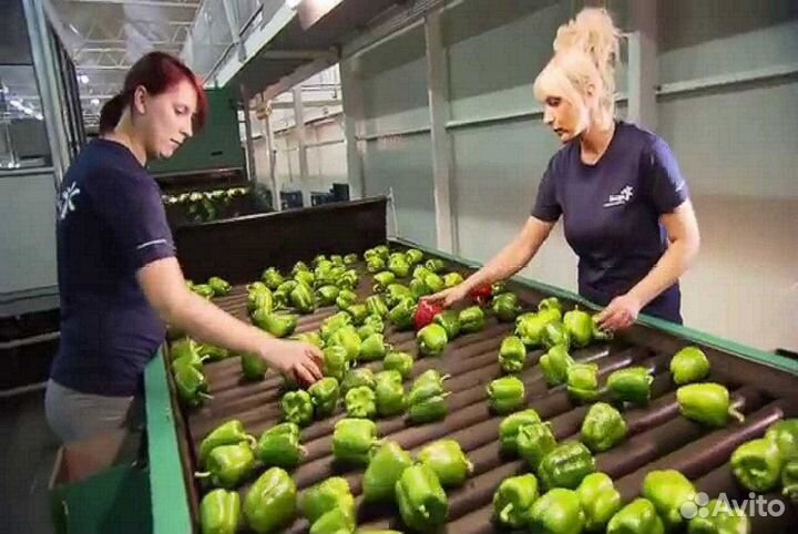 Сортировщик Овощей Вахта в Москву