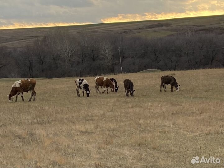Бык, телки, телята