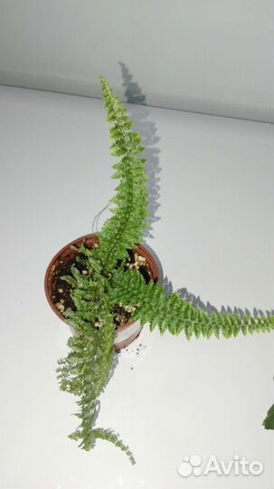 Папоротники