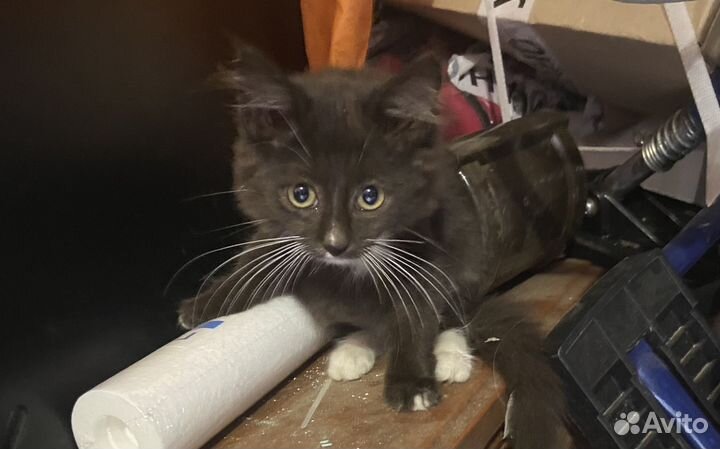 Кошка в дар