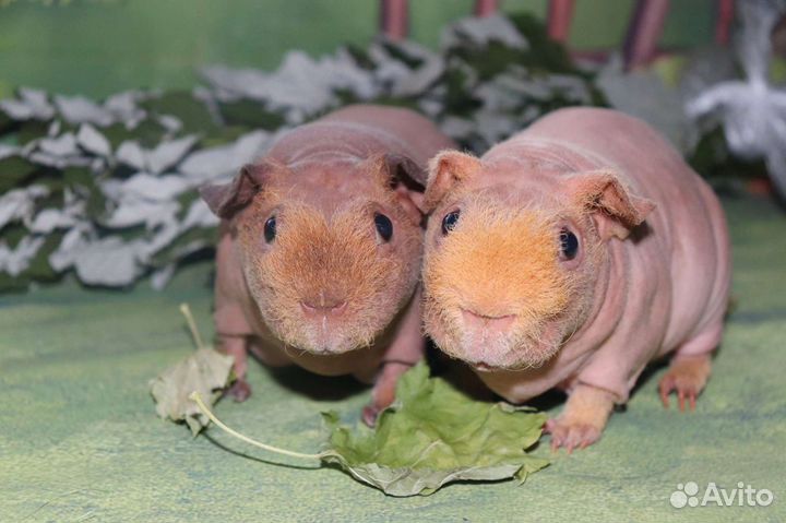 Морские свинки скинни. Питомник