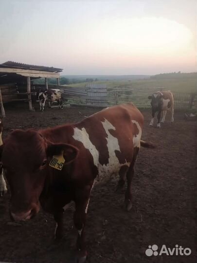 Бычки на откорм