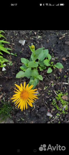 Ромашка,яснотка,черноголовка