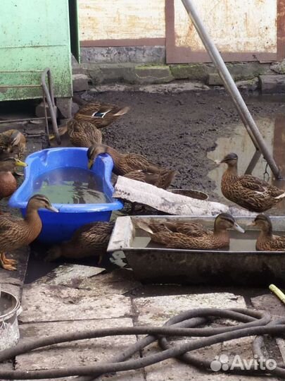 Подсадные утки