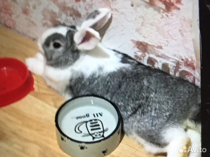 Вязка кролика