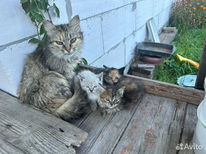 Котята с улицы, помесь с тайским котом