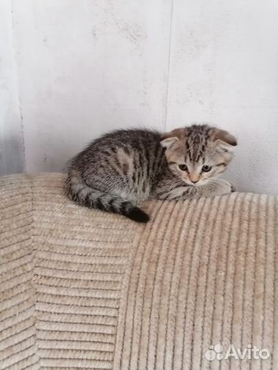 Шотландская вислоухая кошка